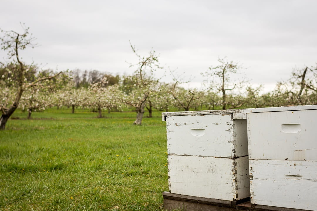 Langstroth hives in an orchard, you can see cherry trees in the background.