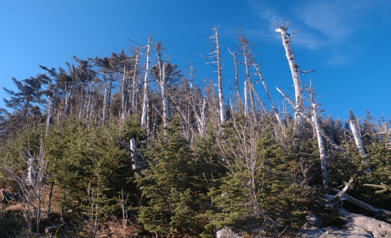 A balsam woolly adelgid infestation