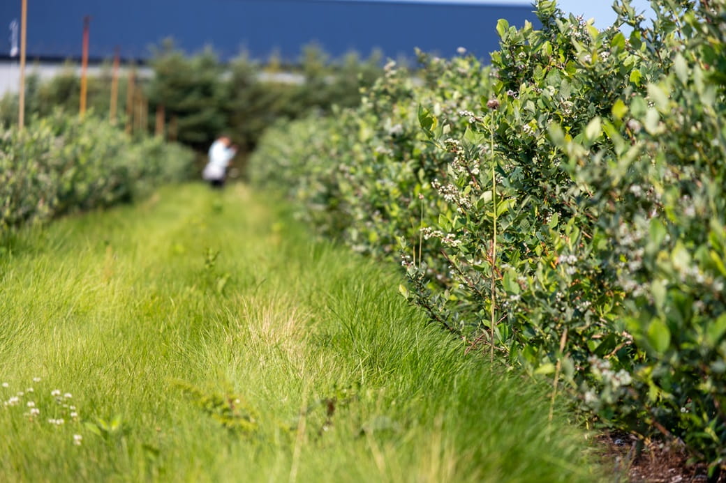 Highbush blueberry shrubs; in the background someone is harvesting them, blurred out.