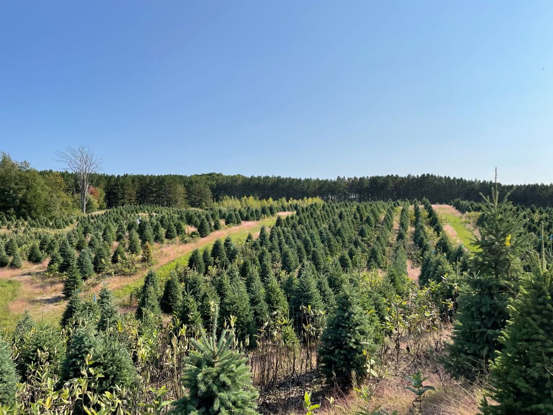Field of Christmas trees