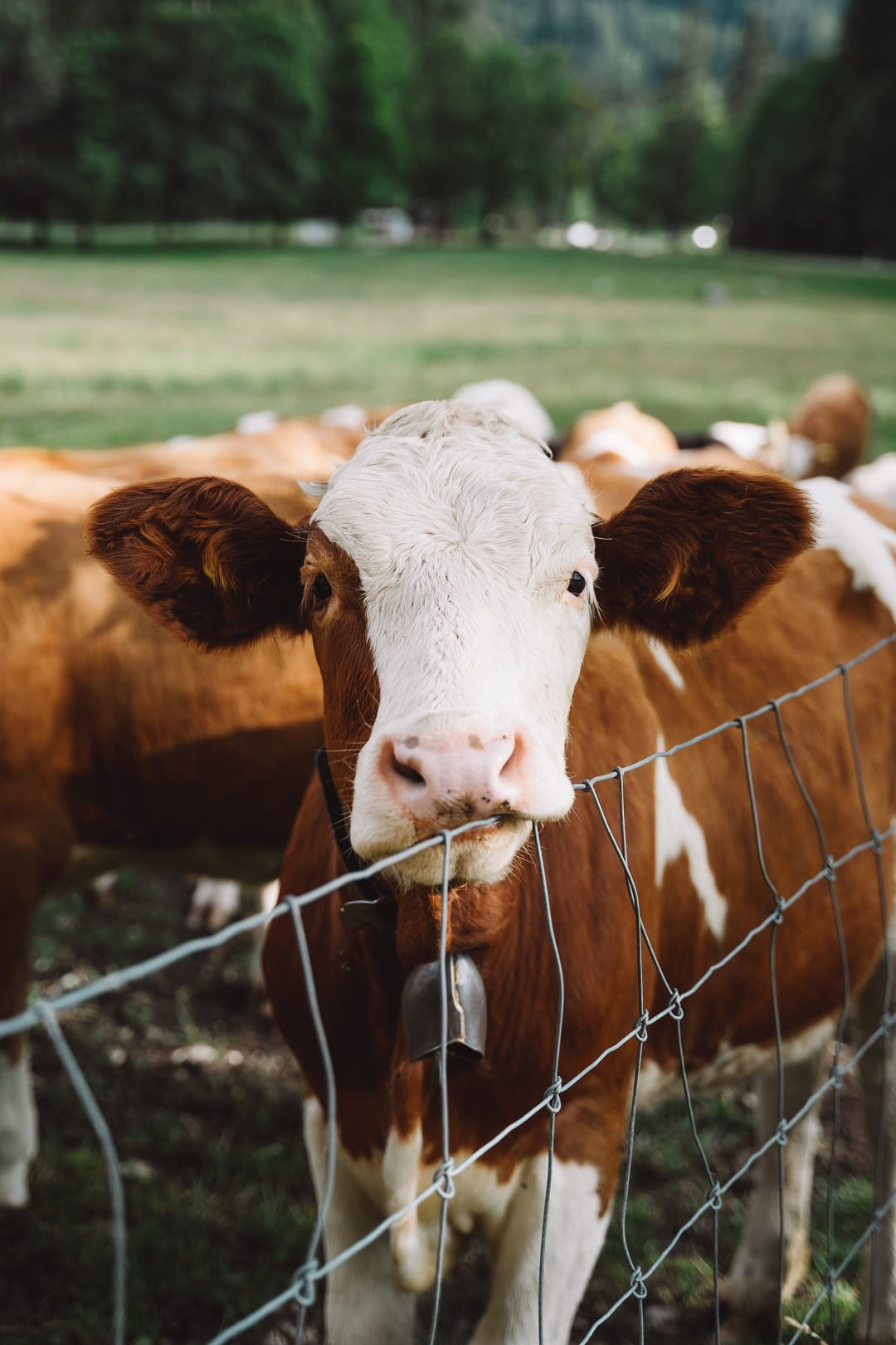 Cow in field
