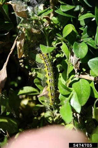Box tree moth in caterpillar form