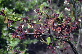 A blueberry shrub taken over by scorch
