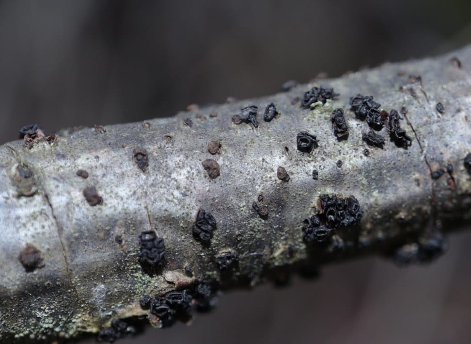 Scleroderris canker on a pine log