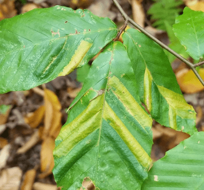 Beech leaves with beech leaf disease--yellowed stripes on the green leaves