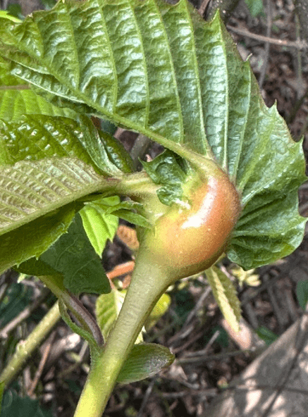 A Chestnut Gall Wasp embedded into a leaf