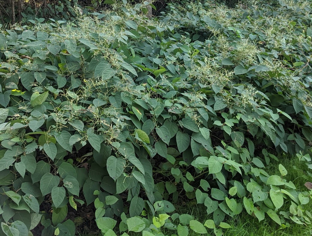 A large area of Japanese knotweed that has overtaken other plants