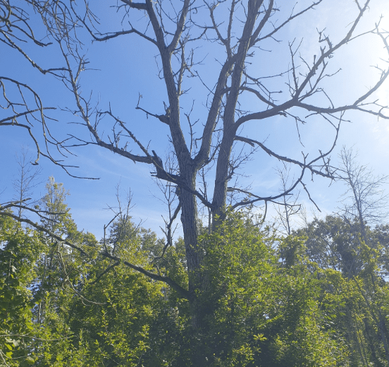 a Butternut Walnut tree that has had its branches stripped by disease