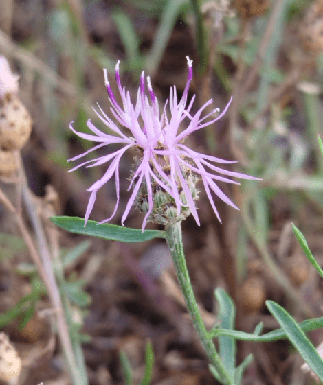 A spiky purple blossom--spotted knapweed