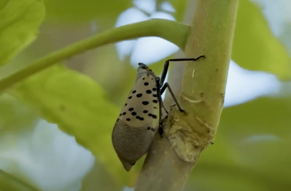 Spotted Lanternfly on a Tree of Heaven