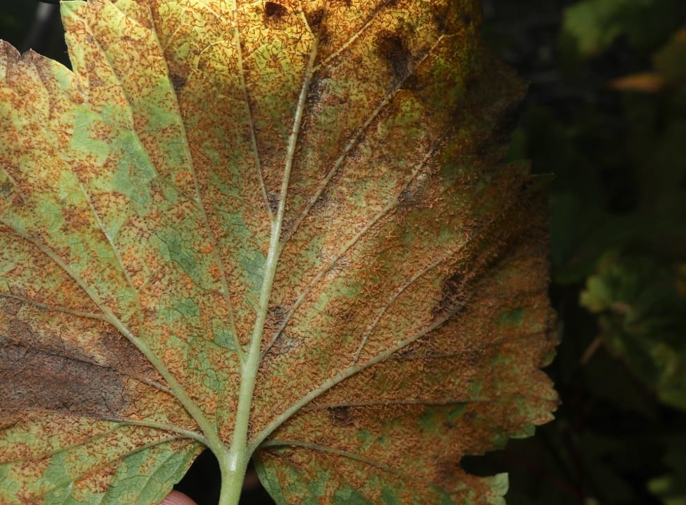 White pine blister rust on a ribes nigra plant