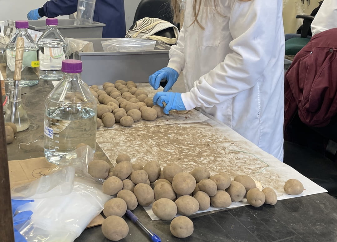 Scientists testing potatoes for various bacteria