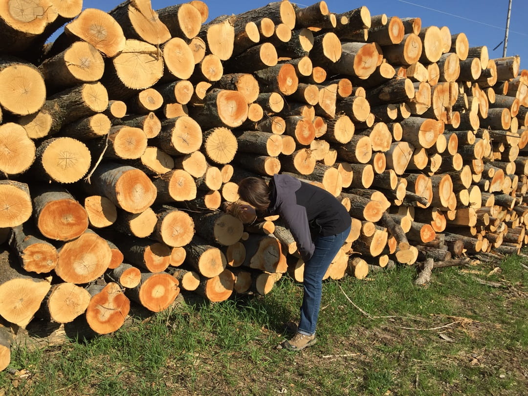 an inspector examining a pile of wood logs