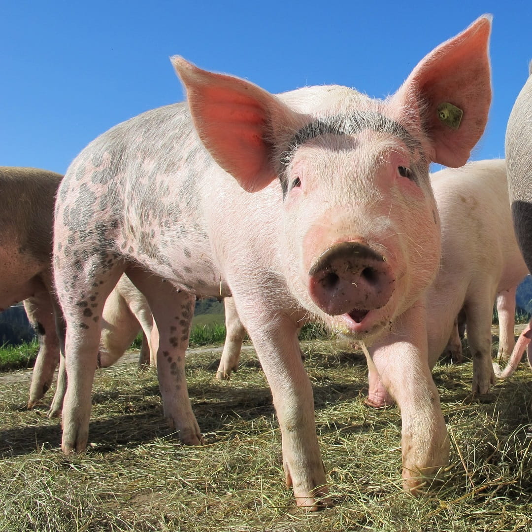 Pig in a field