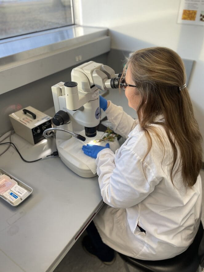 A woman in a lab analyzing slices of potatoes 