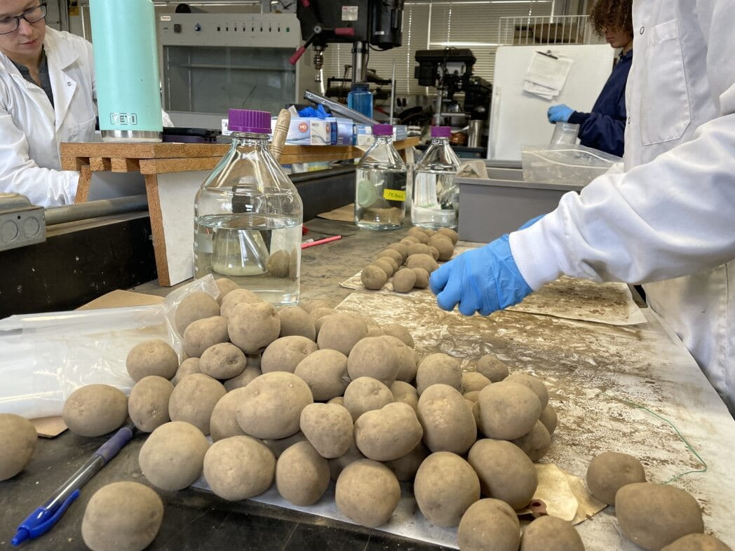 A pile of potatoes in a lab. People are testing them for diseases and pathogens.