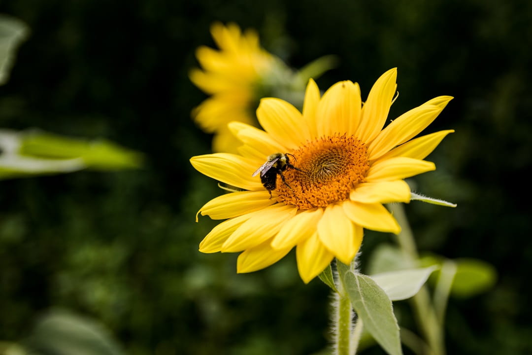 A midwestern bumblebee alighting on a bright yellow sunflower