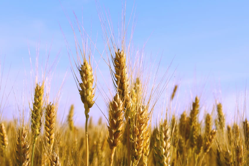 A field of wheat ready to be harvested