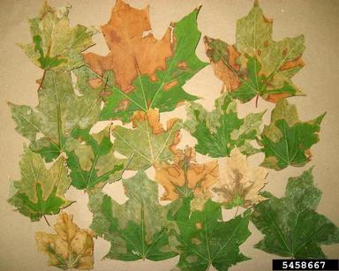 A collection of colorful diseased maple leaves.