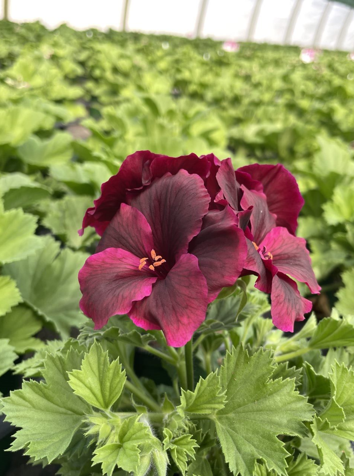 A dark red geranium bloom in a nursery.