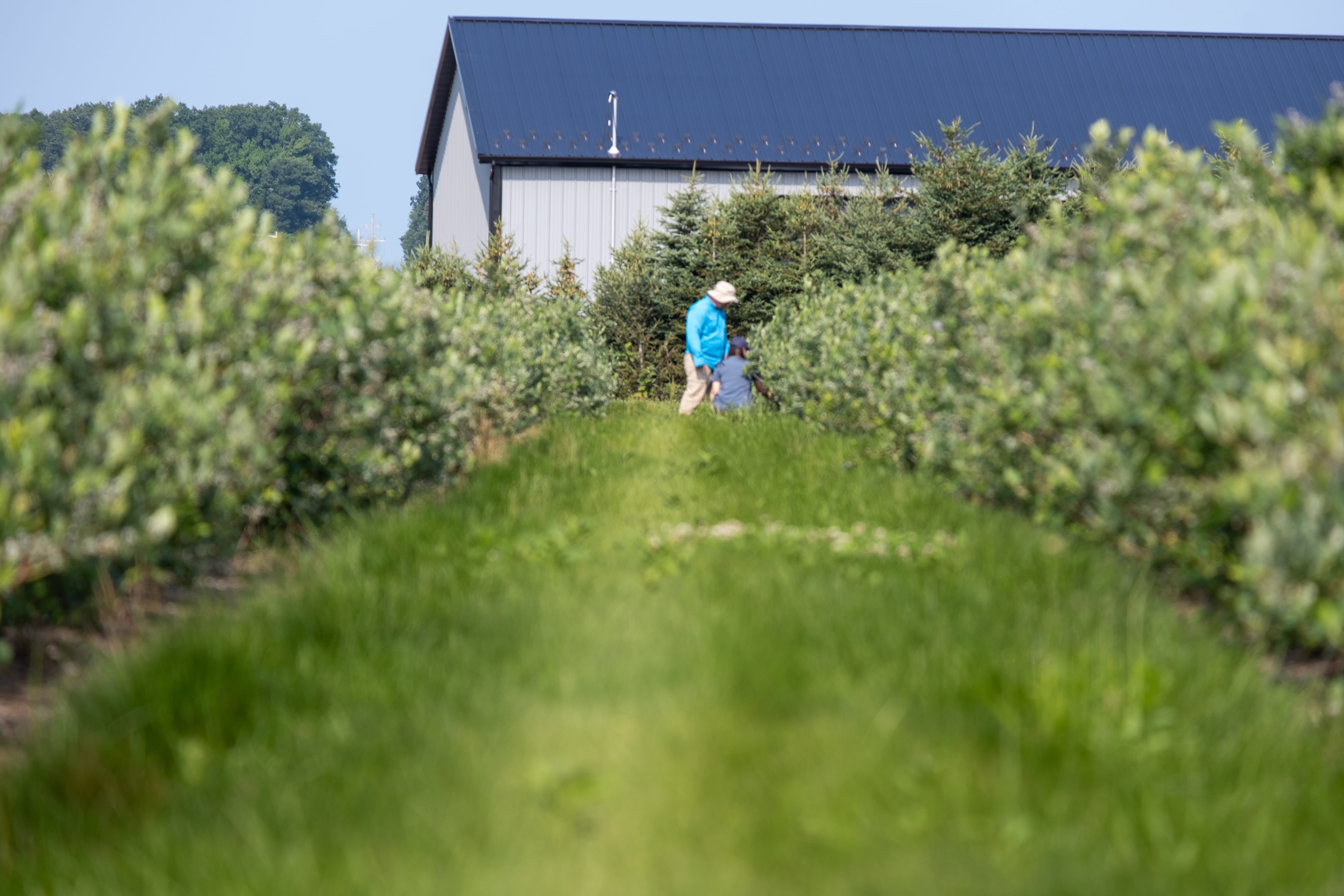 Two inspectors looking at rows of blueberry bushes