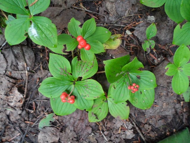Bunchberry