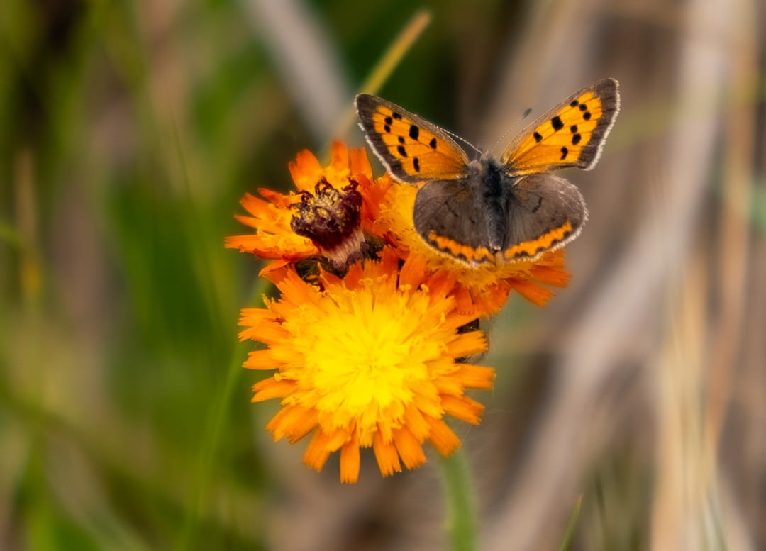 An american copper butterfly--upper wings orange with brown spots and lower wings brown--resting on an orange flower. 