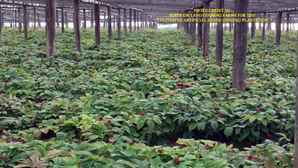 Cultivated artificial shade ginseng plantation
                                                    (Photo credit to Superior Land Ginseng Farms)