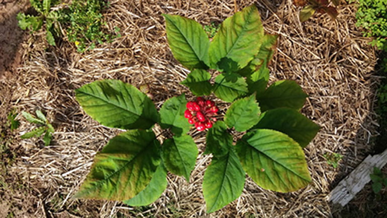 Ginseng Photo - Mature Four Prong Plant