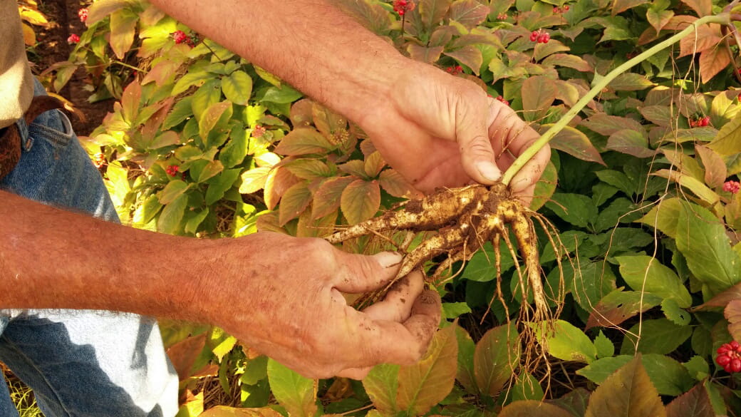 Ginseng root