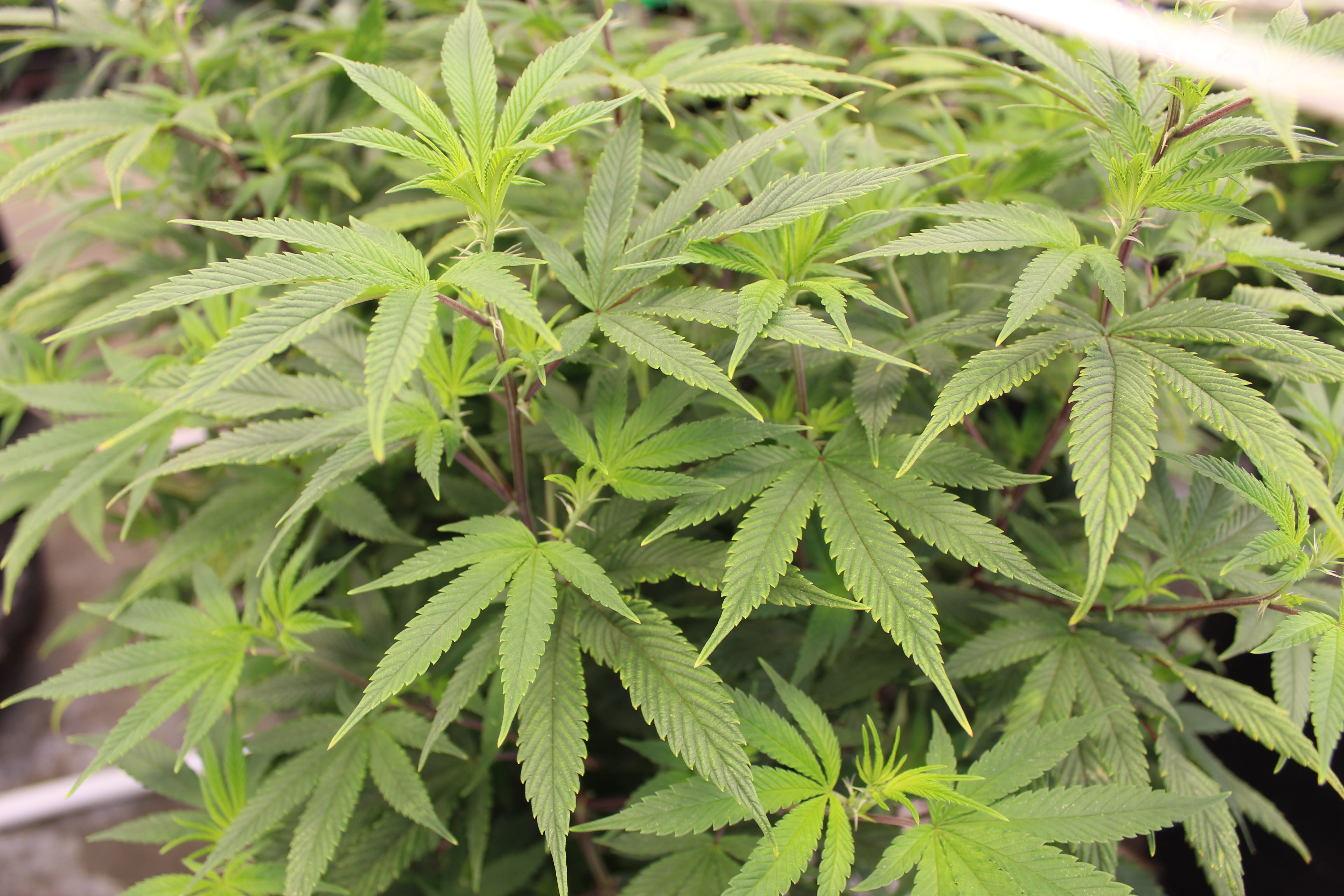 Cannabis Plant