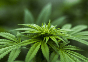 Hemp