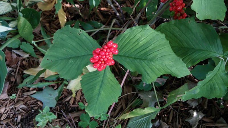Jack-in-the-pulpit plant
