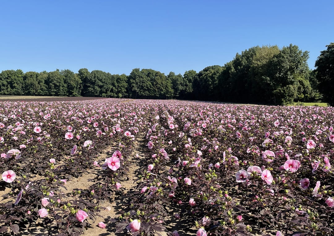 Rows of decorative pink shrubs being grown in an outdoor nursery