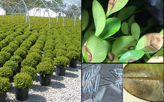 Four plant photos inset: a nursery with boxwoods, two zoomed in photos of leaves, and a microscopic view of a disease