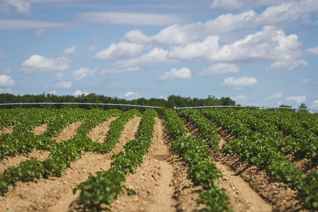Long rows of young green plants in a farm
