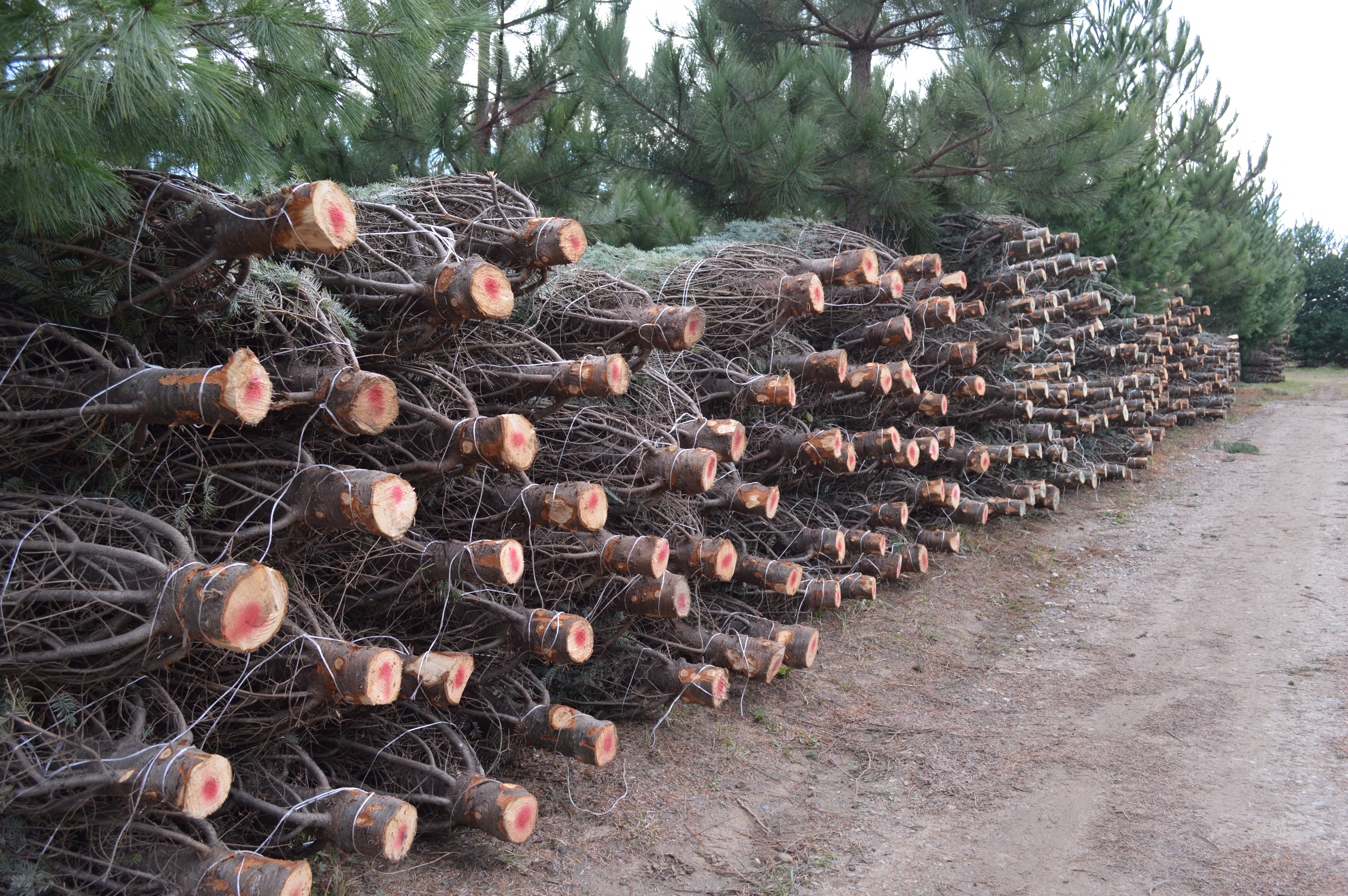 Pine trees bound and stacked in rows.