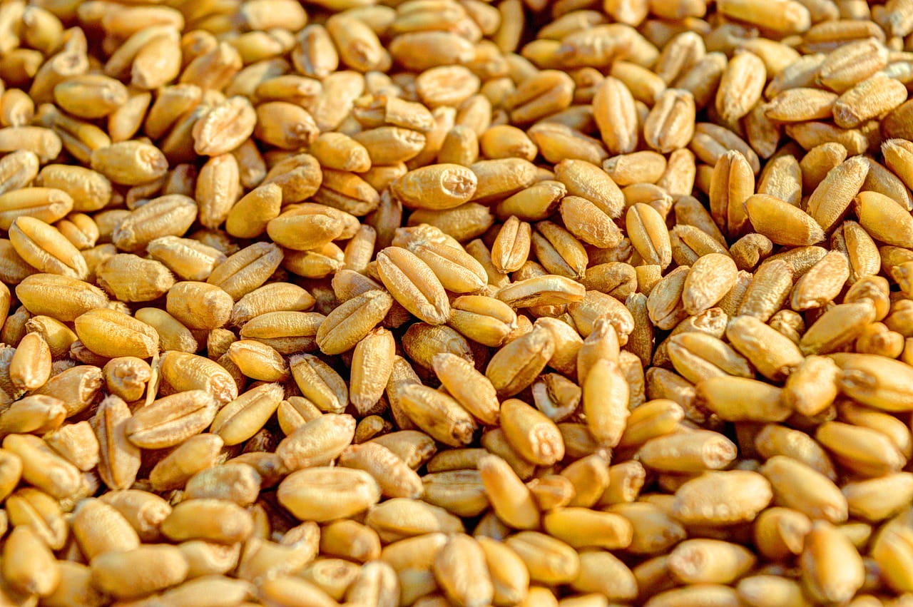 Dried cracked wheat seeds