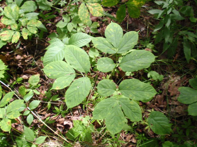 Wild Sarsaparilla (Aralia nudicaulis)