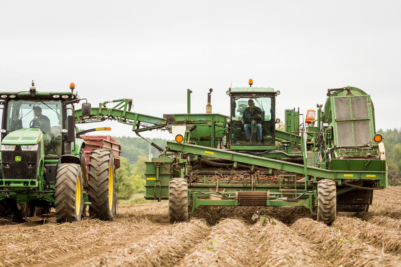 potato farm
