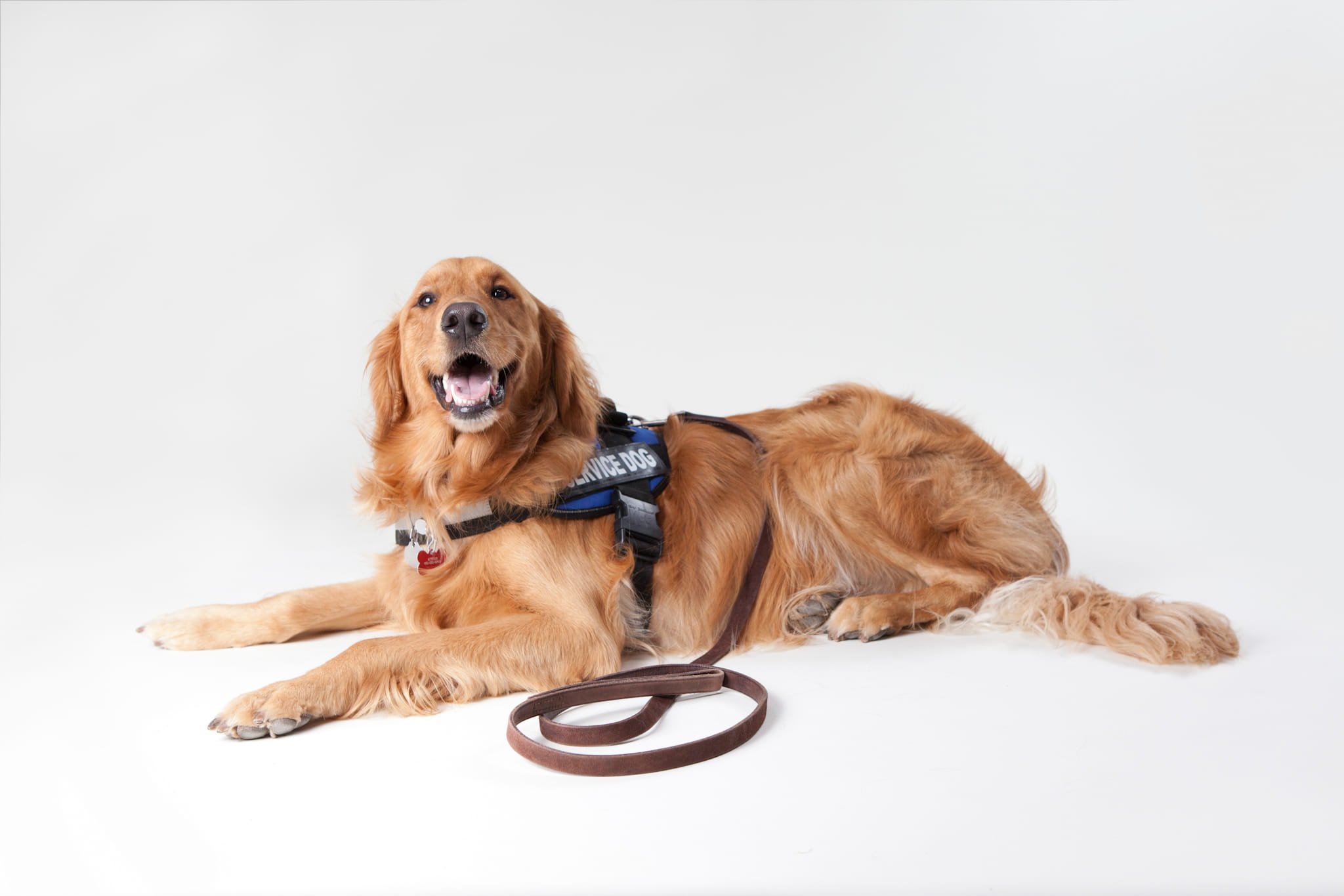 service animal horizontal