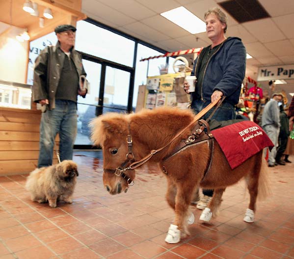 service animal horse