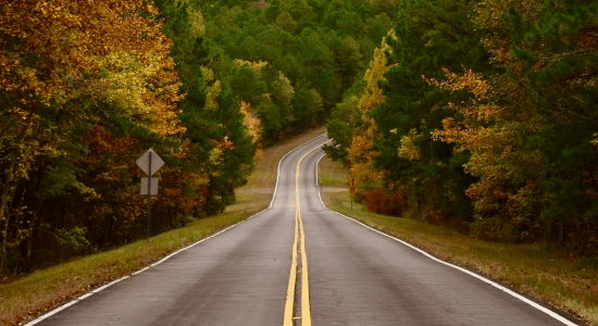 Road through trees
