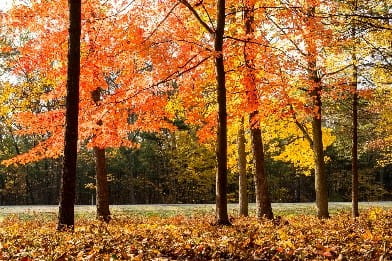 Fall Trees