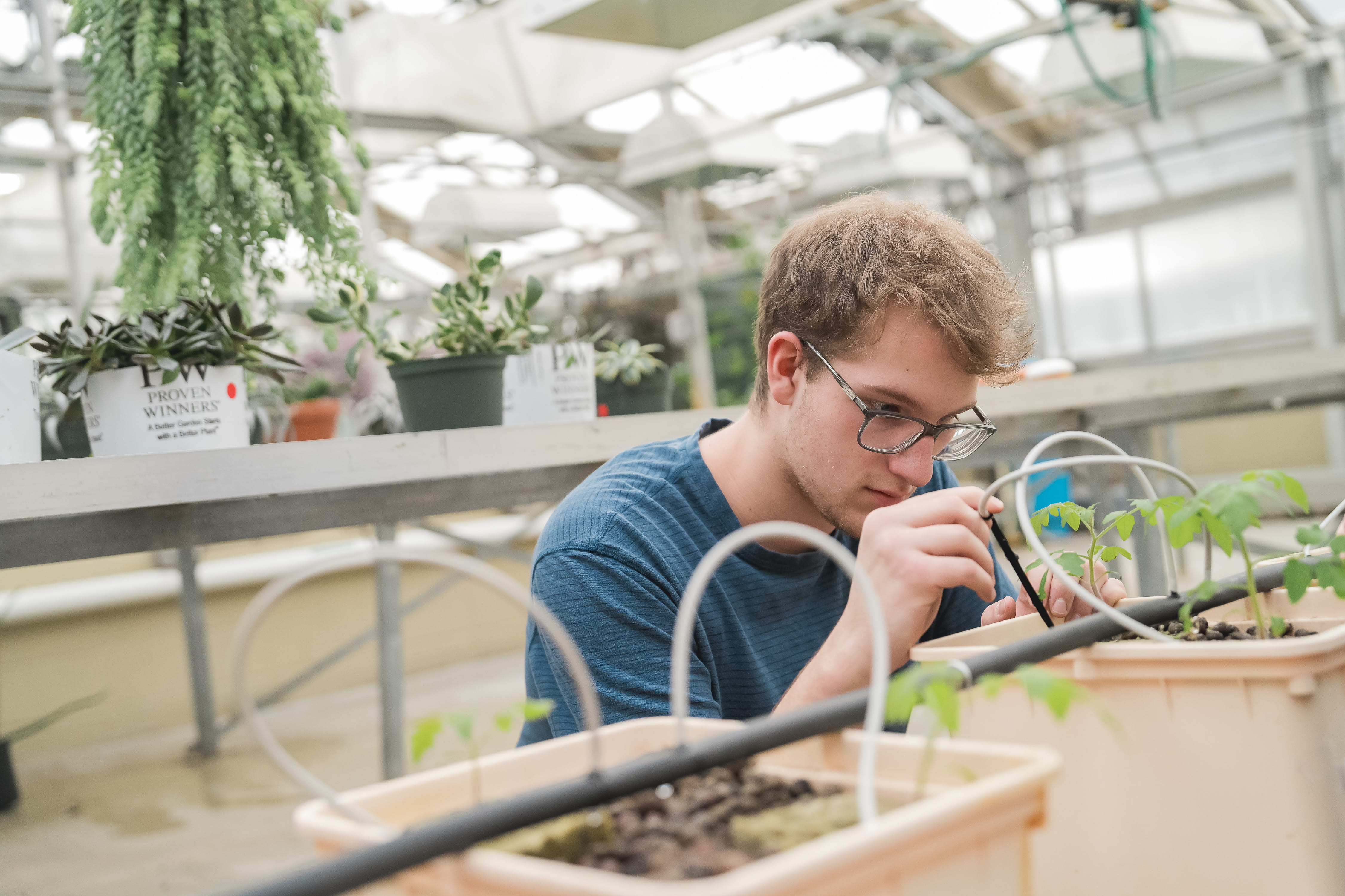 Agriculture student working with plants.
