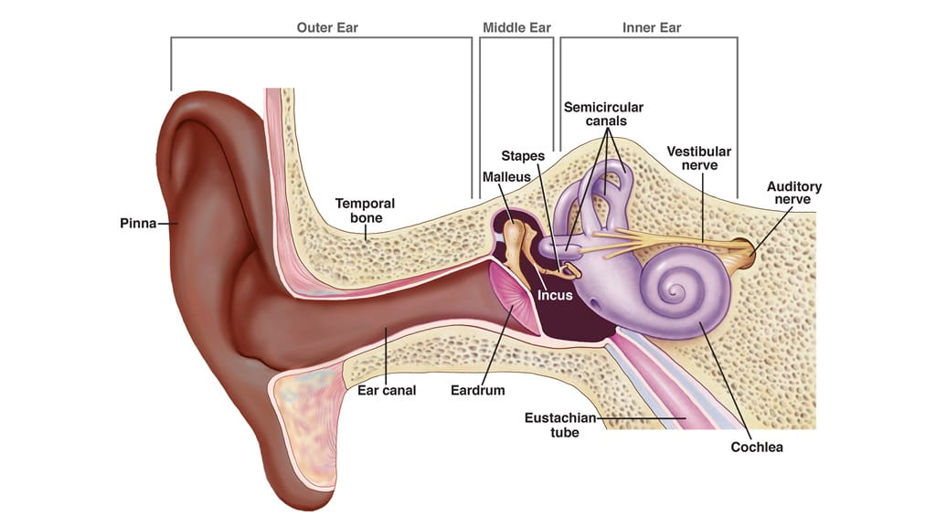 Diagram of the ear, featuring parts of the outer ear, middle ear, and inner ear, including the temporal bone, eardrum, vestibular nerve, and chochlea.