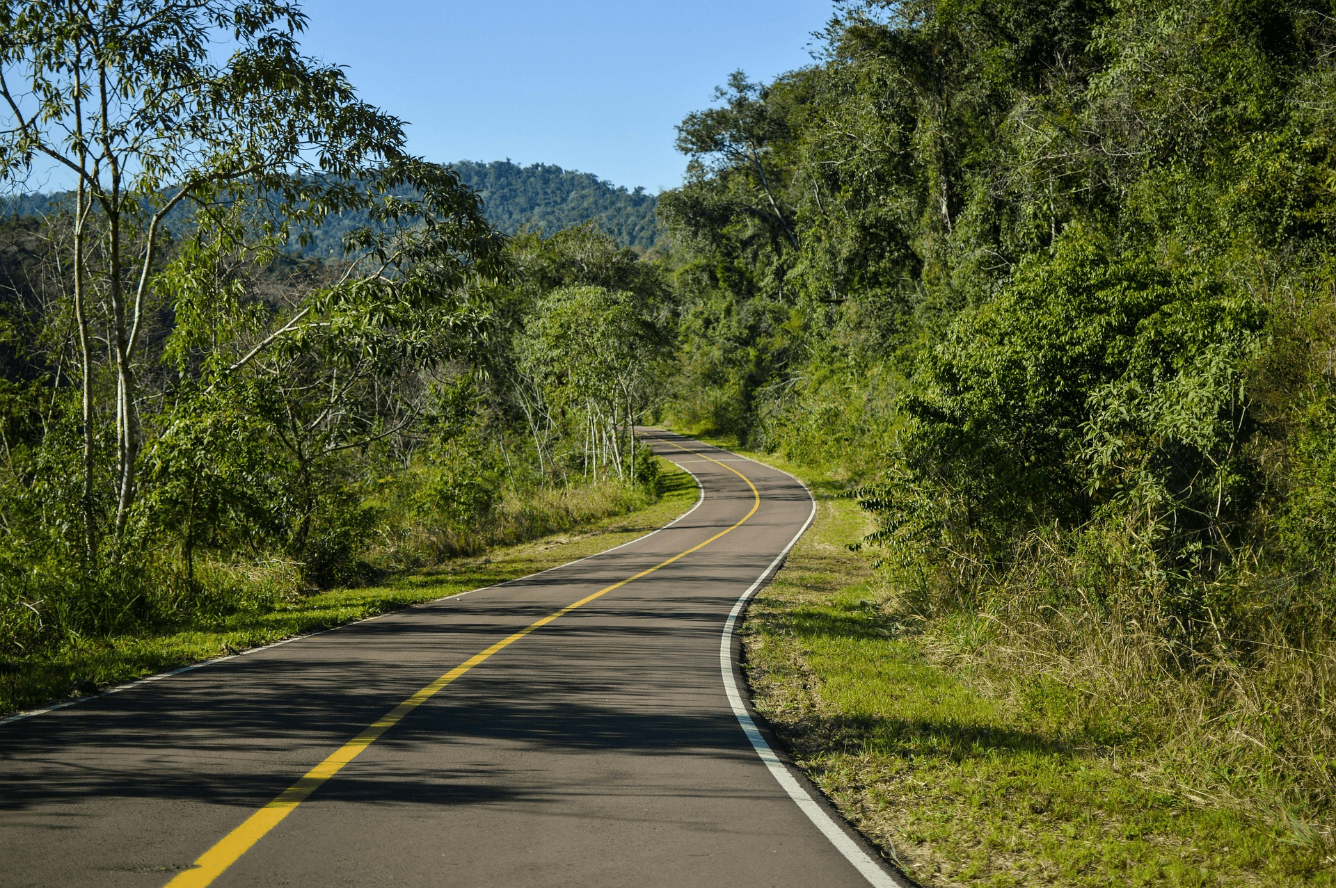 Two-lane highway disappearing through thick vegetation and trees
