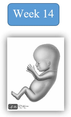 Image depiction of fetal development at 14 weeks.