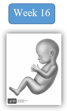 Image depiction of fetal development at 16 weeks.
