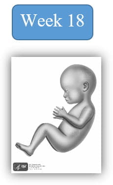 Image depiction of fetal development at 18 weeks.